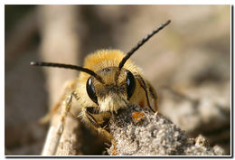 Image of Andrena vaga Panzer 1799