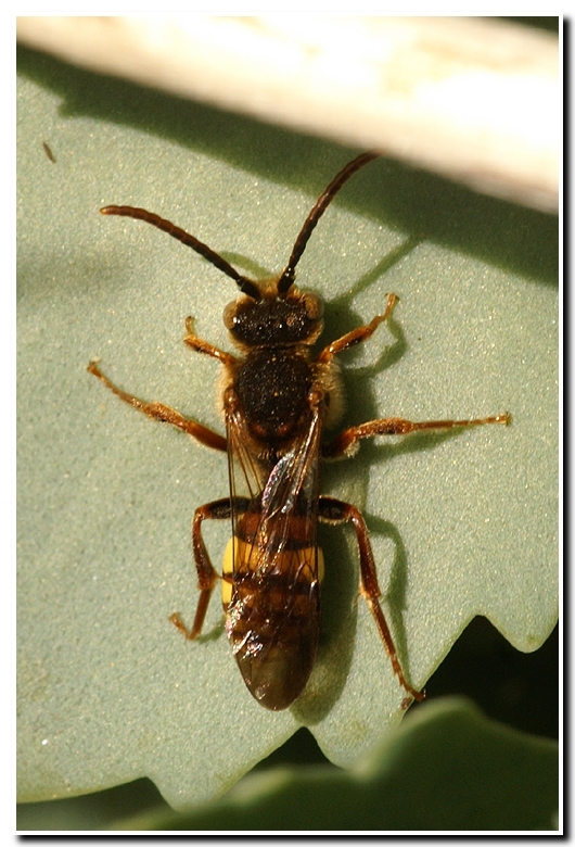 Image of Nomad Bees