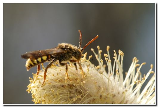 Image of Nomad Bees