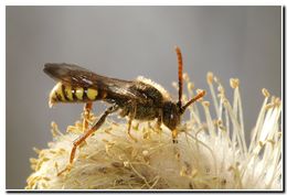 Image of Nomad Bees