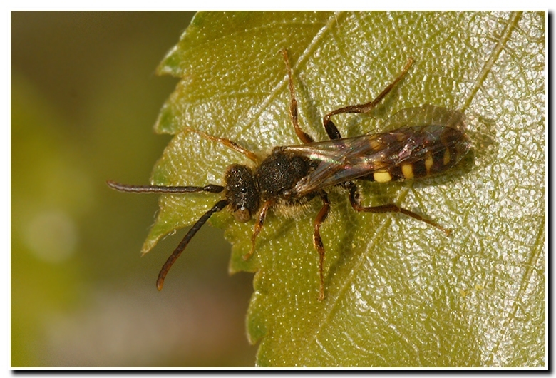 Image of Nomad Bees