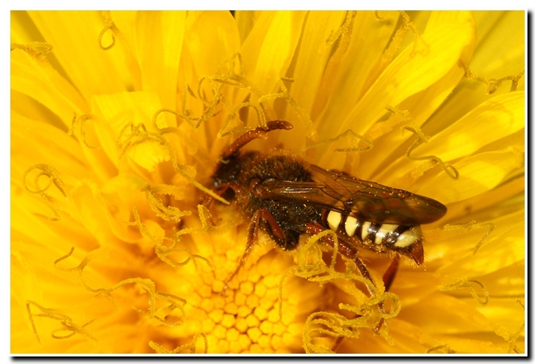 Image of Nomad Bees