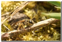 Image of Halictus tumulorum (Linnaeus 1758)