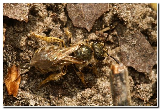 Image of Halictus tumulorum (Linnaeus 1758)