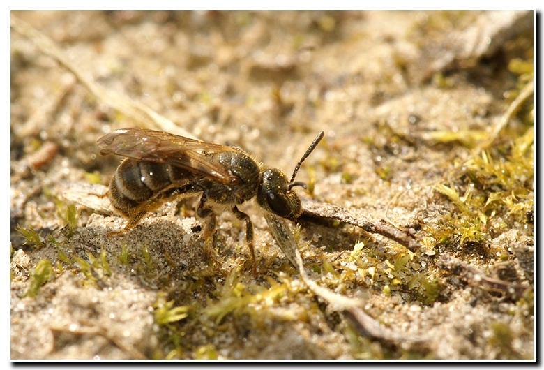 Image de Halictus tumulorum (Linnaeus 1758)