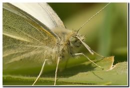 Image of small white