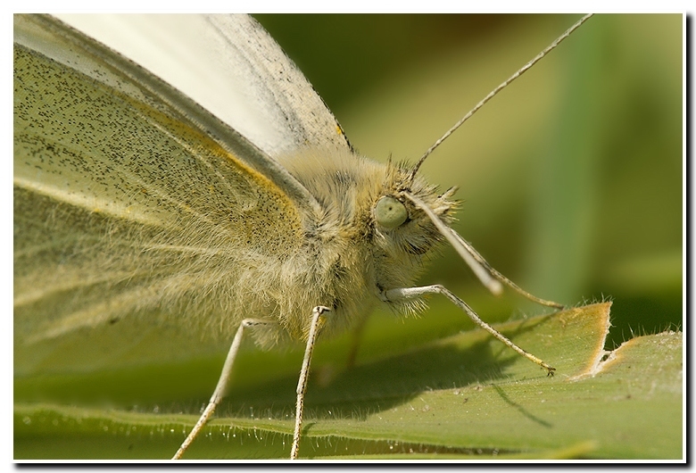 Image of small white