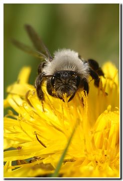 Image de Andrena vaga Panzer 1799