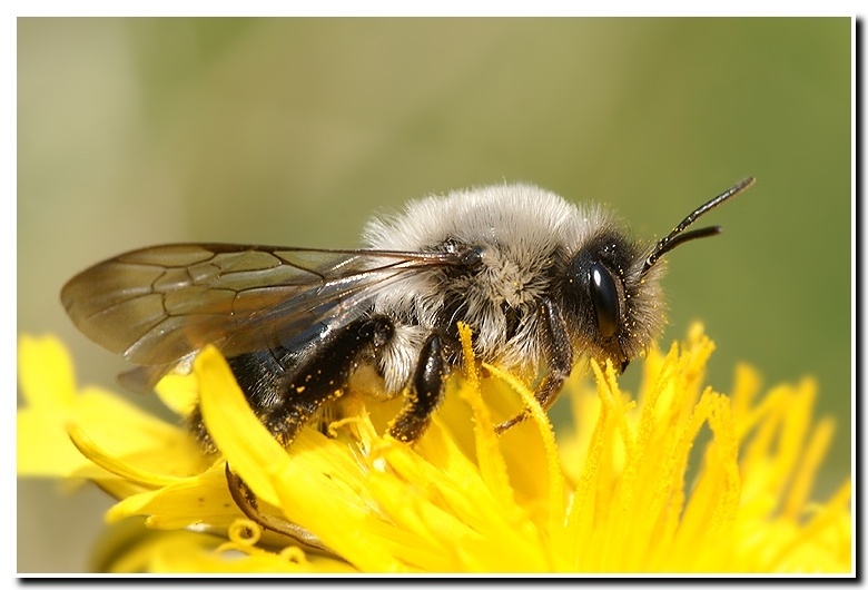 Image of Andrena vaga Panzer 1799