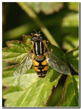 صورة Helophilus pendulus (Linnaeus 1758)