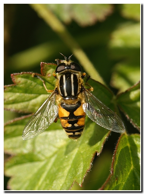 Image of Marsh Hoverfly