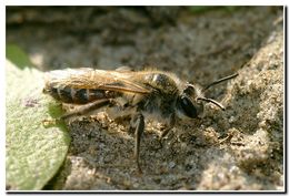 Image de Andrena Fabricius 1775