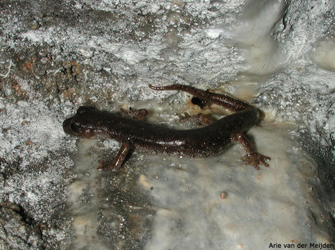 Image of <i>Hydromantes genei</i>