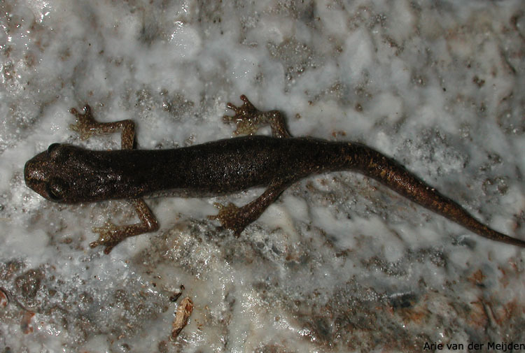 Image of <i>Hydromantes genei</i>