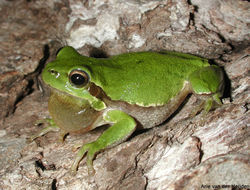 Image of Sardinian Tree Frog