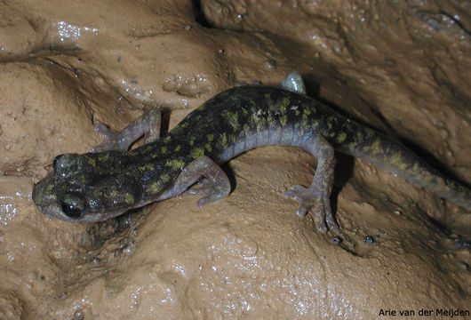 Image of <i>Hydromantes imperialis</i>