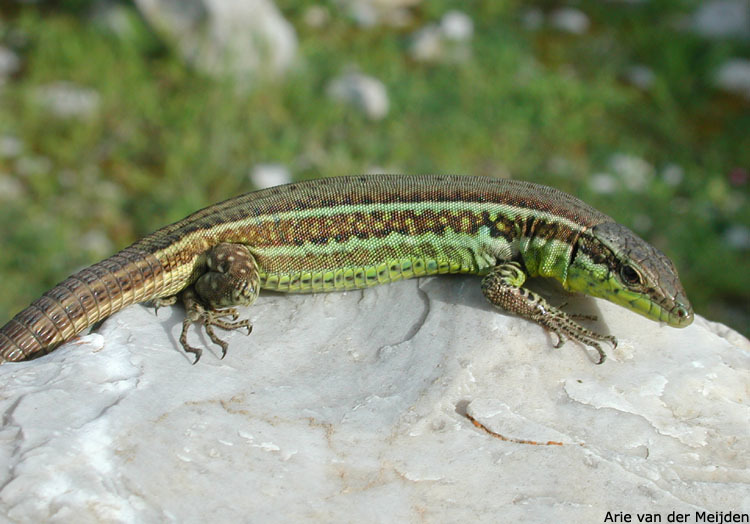 Image de Lezard tiliguerta