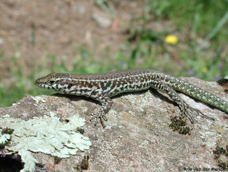 Image de Lezard tiliguerta