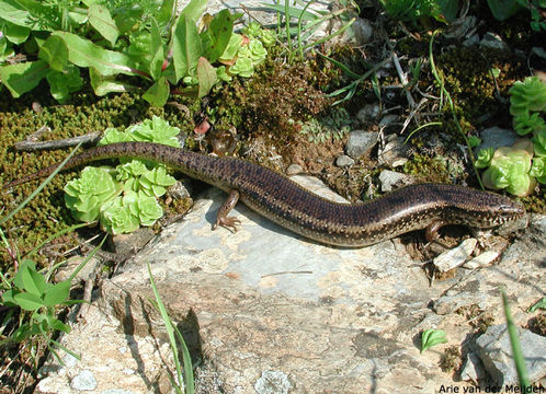 Sivun Chalcides ocellatus tiligugu (Gmelin 1789) kuva