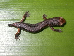 Image of Dwarf False Brook Salamander