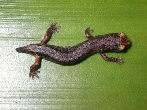 Image of Dwarf False Brook Salamander