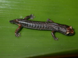 Image of Dwarf False Brook Salamander