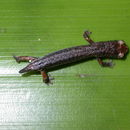 Image of Dwarf False Brook Salamander