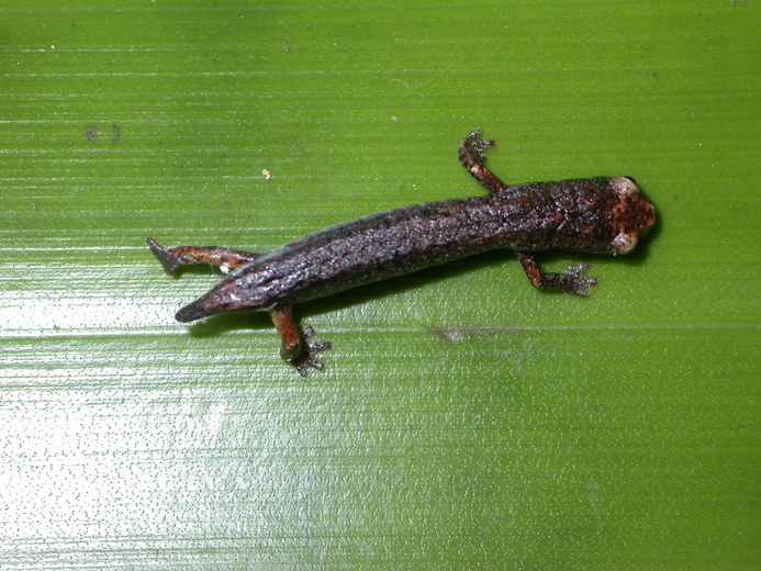 Image of Dwarf False Brook Salamander