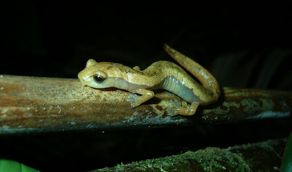 Imagem de Bolitoglossa helmrichi (Schmidt 1936)