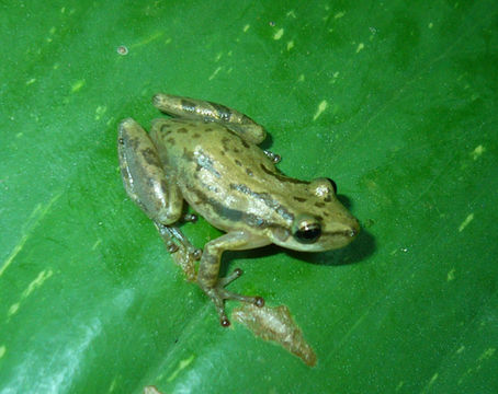 Image of Stauffer's Long-nosed Treefrog