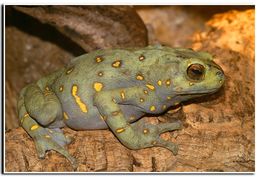 Image of Boulenger's Asian tree toad