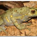 Image of Boulenger's Asian tree toad