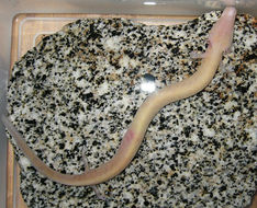 Image of Cave salamander