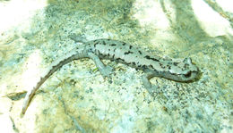 Image of Mount Lyell Salamander