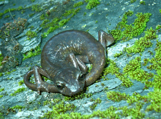 Image of Limestone Salamander