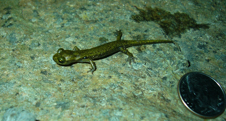 Image of Limestone Salamander