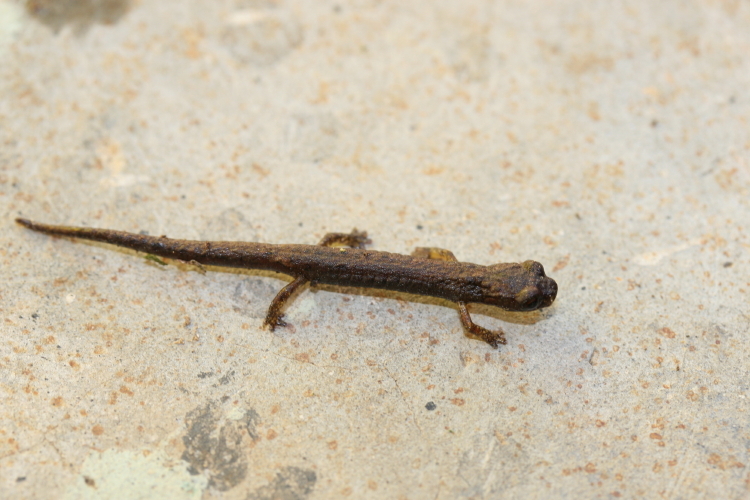 Image of Guatemalan Bromeliad Salamander