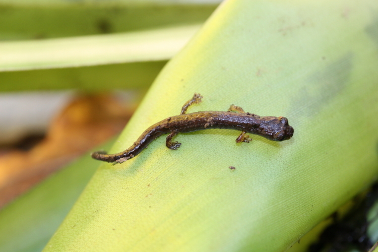 Image of Guatemalan Bromeliad Salamander