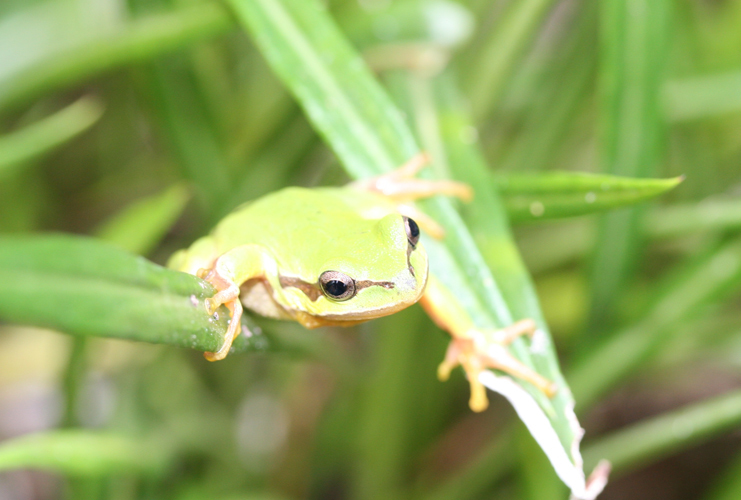 Image of <i>Hyla walkeri</i>