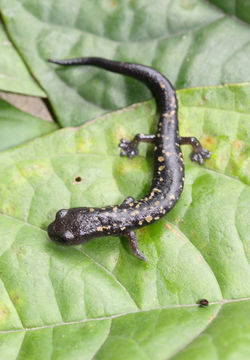 Image of Bolitoglossa franklini (Schmidt 1936)