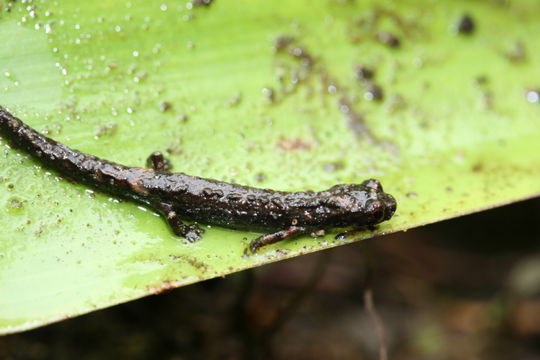 Image of Dendrotriton bromeliacius (Schmidt 1936)