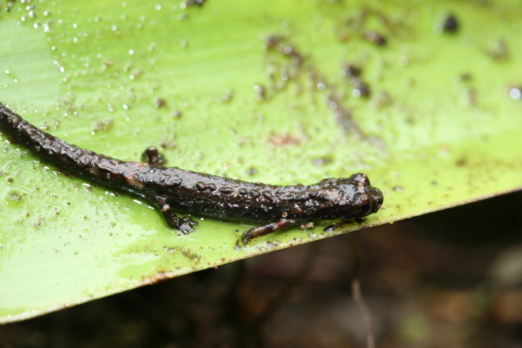 Image de Dendrotriton bromeliacius (Schmidt 1936)