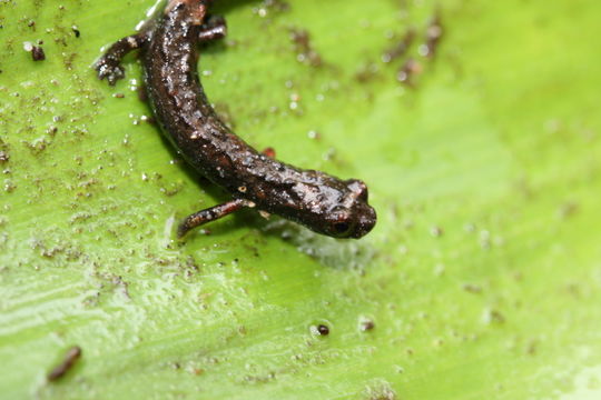 Image of Dendrotriton bromeliacius (Schmidt 1936)