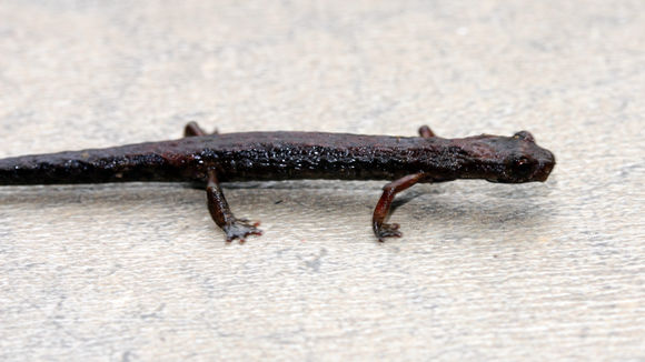 Image of Dendrotriton bromeliacius (Schmidt 1936)