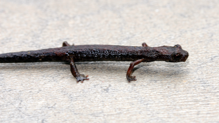 Image de Dendrotriton bromeliacius (Schmidt 1936)