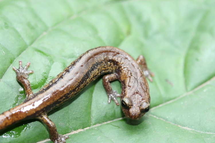 Image of Pseudoeurycea rex (Dunn 1921)