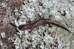 Image of Bolitoglossa morio (Cope 1869)