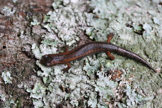 Bolitoglossa morio (Cope 1869) resmi