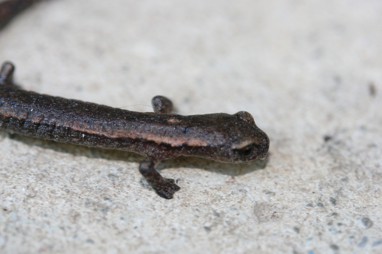 Image of Bolitoglossa hartwegi Wake & Brame 1969