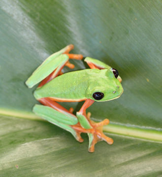 Image of Black-eyed Leaf Frog